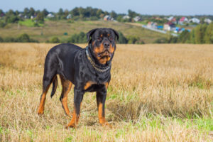 Rottweiler
